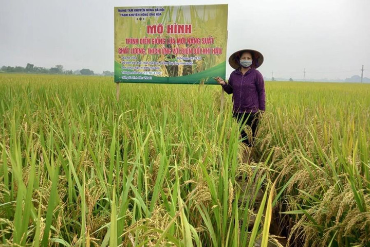 Lúa phát thải thấp nâng giá trị hạt gạo Việt