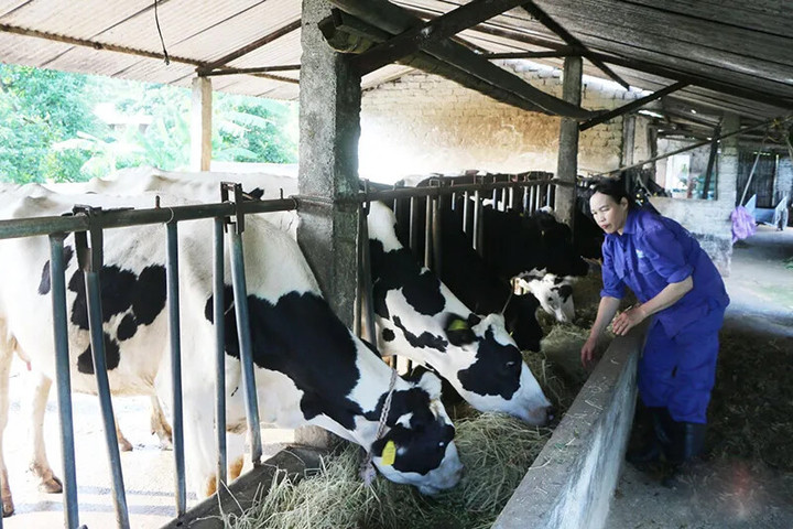Hà Nội công bố đường dây nóng tiếp nhận thông tin dịch bệnh gia súc, gia cầm