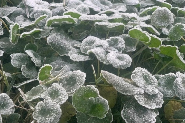 Nhiệt độ xuống dưới 0°C, băng giá xuất hiện tại miền Tây Nghệ An