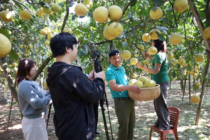 Thơm ngọt mùa bưởi vàng Liên Minh