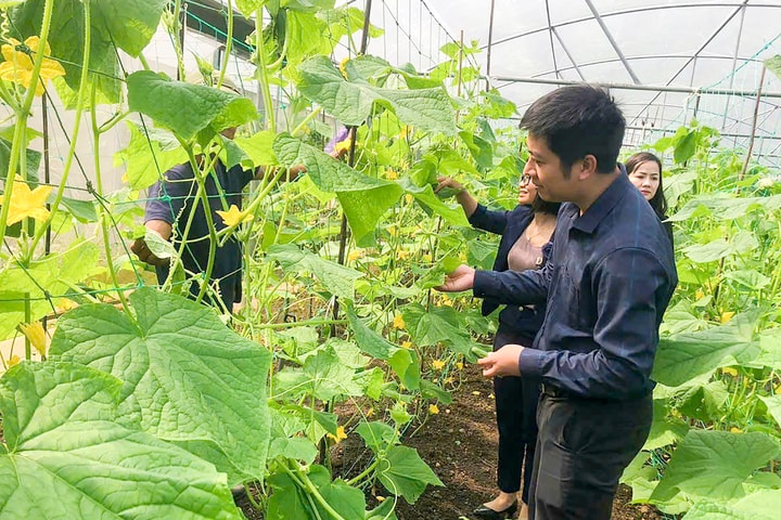 Nhiều thách thức trong phát triển nông nghiệp hữu cơ