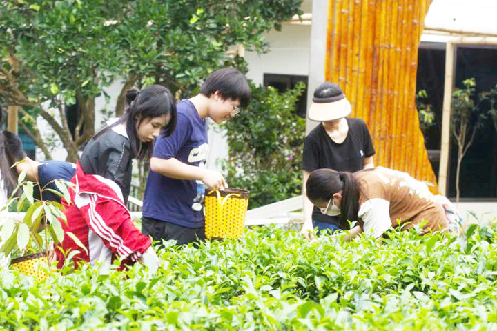 Yên Bài gắn nông nghiệp sinh thái với du lịch trải nghiệm