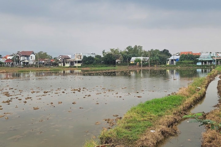 Đà Nẵng đấu thầu lựa chọn nhà đầu tư khu dân cư Duy Phước
