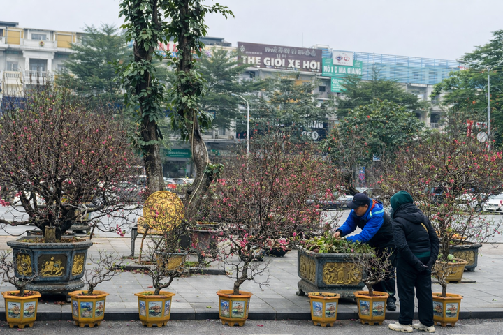 Thị trường cây cảnh Tết: Quất tăng giá, hoa đào giữ ổn định