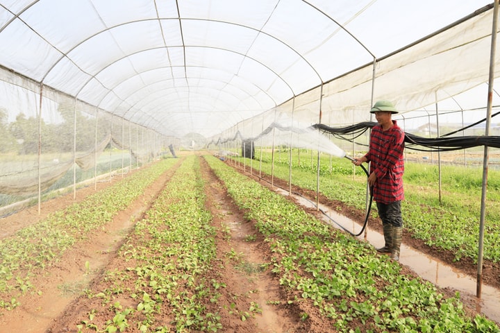Quỹ đất nông nghiệp Hà Nội ngày càng giảm: Từng bước xác lập hướng đi mới