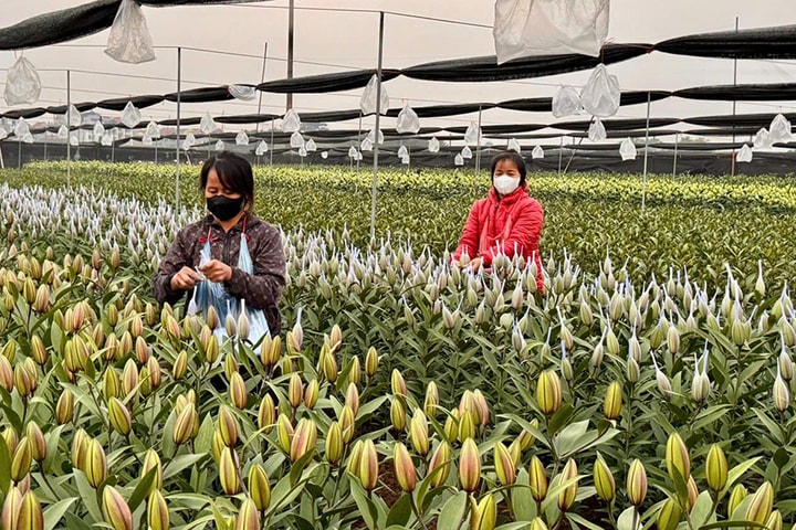 Làng hoa Hà Nội rộn ràng vào vụ