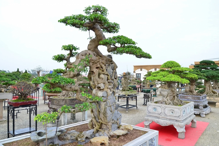 Tái hiện không gian "Tết Việt" tại Lễ hội Hoa cây cảnh, sản phẩm OCOP