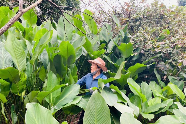 Hương vị Tết ở làng lá dong Tràng Cát