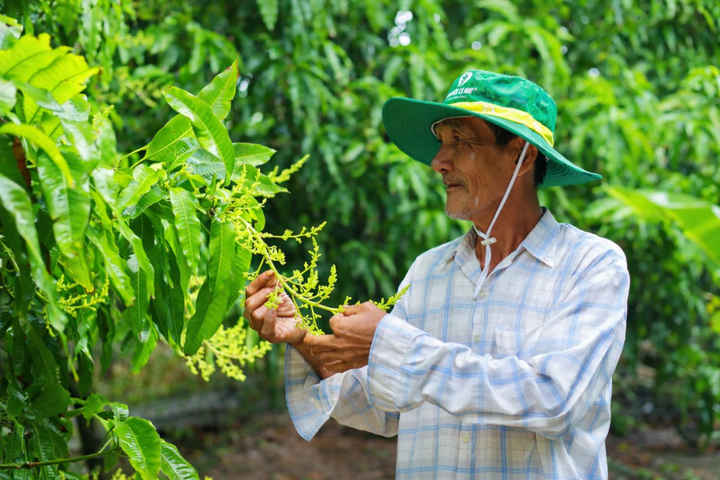 Cà Mau quản lý chặt cây nhập khẩu mang bầu đất, chuẩn hóa mã số vùng trồng
