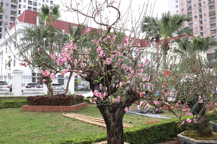 Chợ hoa 365 Hà Đông rực rỡ sắc xuân những ngày giáp Tết
