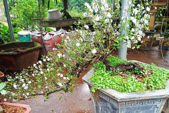 Tinh khôi mai trắng Suối Hai