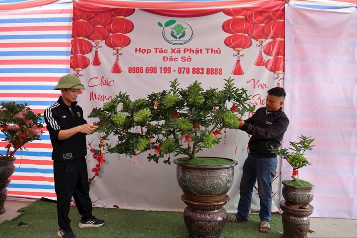 Phật thủ bonsai Đắc Sở Tết Bính Ngọ “cháy hàng” từ vườn