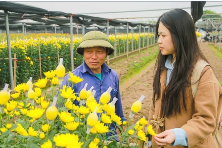 Các làng hoa ven đô rộn ràng vào vụ Tết