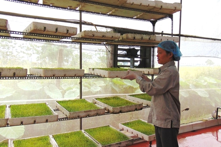 Kỳ vọng "được mùa, được giá"