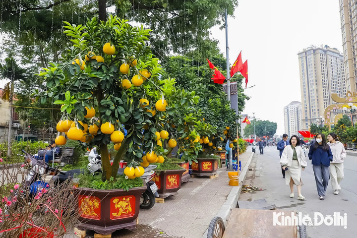 Bưởi cảnh “khủng” giá hàng chục triệu đồng trên phố Lạc Long Quân