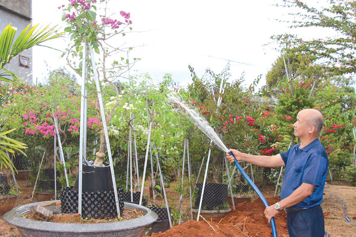 Trái tim hồng trên cao nguyên xanh