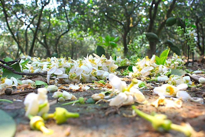 Vườn xuân