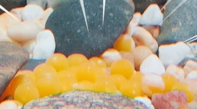Yêu cầu xác minh, xử lý vụ nghi ngộ độc do ăn trứng cá tại Thanh Hóa