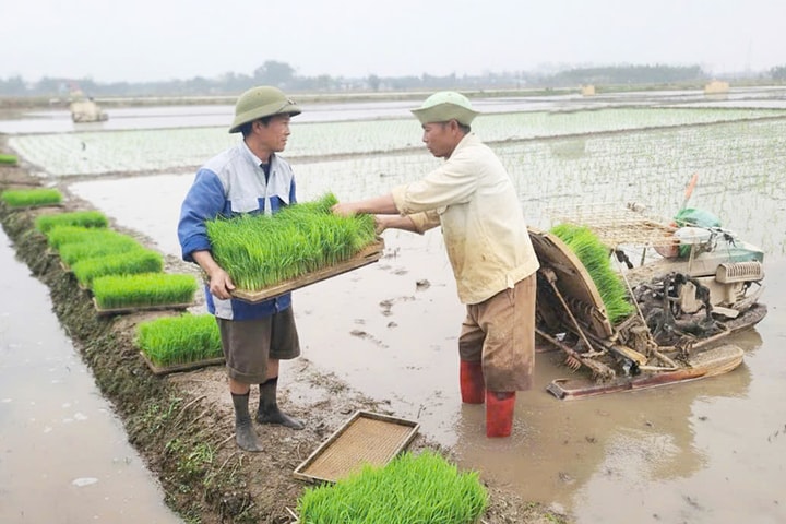 Nông dân rộn ràng xuống đồng đầu xuân