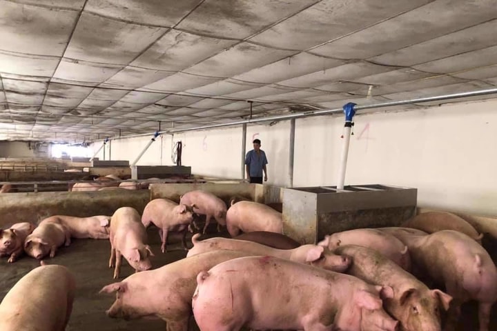 Tái đàn chăn nuôi sau Tết: Thận trọng để phát triển bền vững
