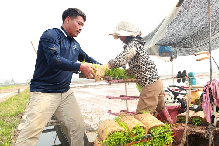 Nô nức xuống đồng gieo cấy vụ xuân