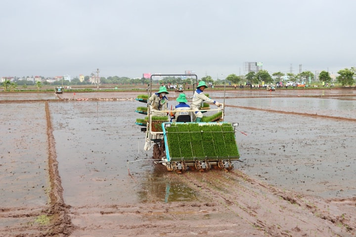 Hà Nội dồn sức hoàn thành gieo cấy lúa xuân