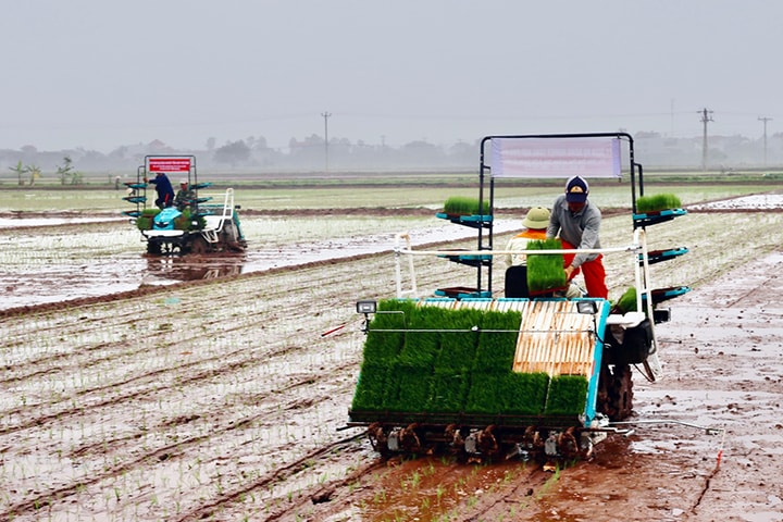 Cơ giới hóa khâu cấy lúa: Tăng hiệu quả và giá trị sản xuất