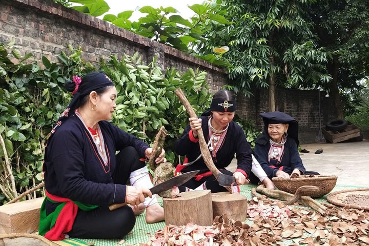 Hiệu quả chuỗi trồng - chế biến thảo dược Dao Ba Vì