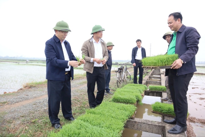 Từ cấy tay sang cấy máy: Bước chuyển mạnh ở Hát Môn
