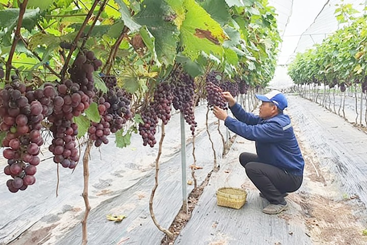 Định hình nền nông nghiệp đô thị xanh