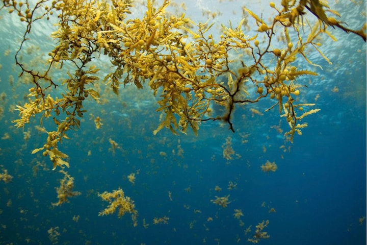 Rong Sargassum tràn bờ biển Mexico, du lịch chịu áp lực lớn