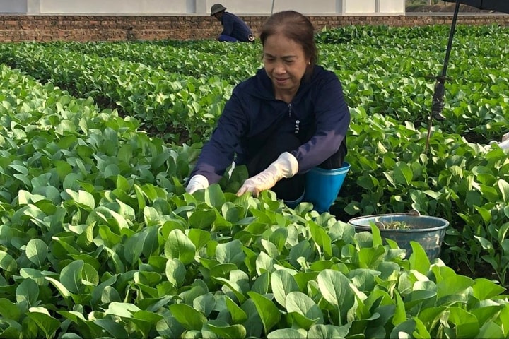 Bảo đảm nguồn cung rau xanh ổn định cho Thủ đô