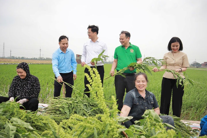 Hát Môn: Trồng sâm Nữ hoàng cho hiệu quả kinh tế cao