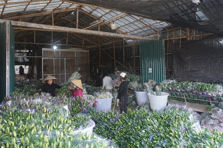 Phát triển thế mạnh làng hoa truyền thống gắn với ứng dụng công nghệ cao