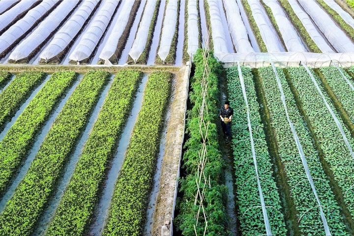 Xuất khẩu nông sản Hà Nội: Mở đường từ giá trị, định vị bằng chất lượng