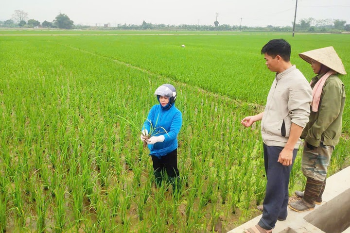 Chủ động bảo vệ cây trồng vụ xuân