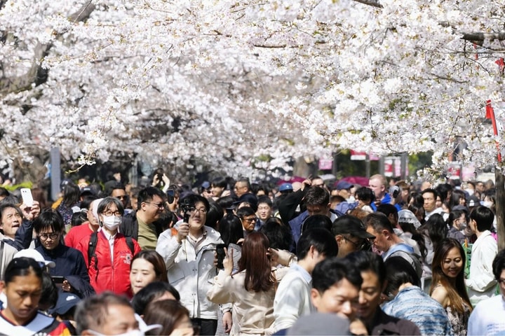 Mùa hoa anh đào vào chính vụ ở Thủ đô Tokyo