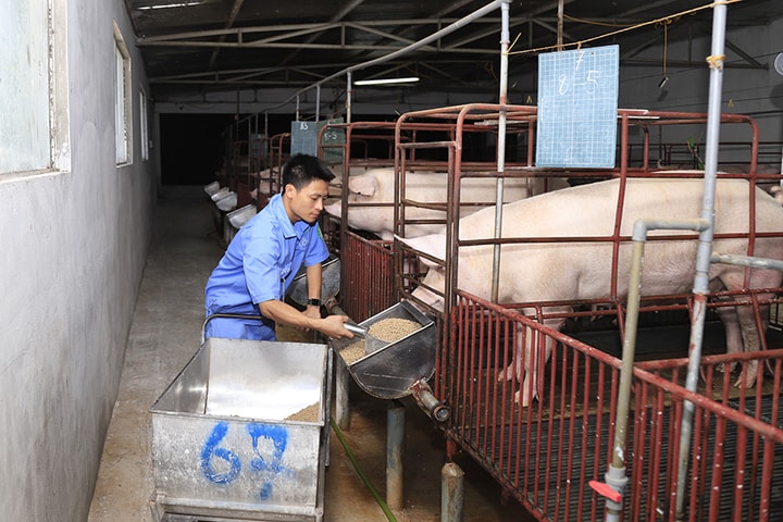 Ngăn chặn lạm dụng kháng sinh trong chăn nuôi: Cần chiến lược quản lý tổng thể