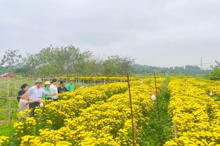 Phúc Thọ hồi sinh đất hoang bằng mô hình trồng hoa chất lượng cao
