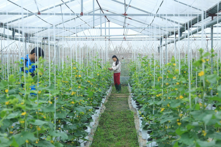 Bước chuyển chiến lược của nông nghiệp Thủ đô