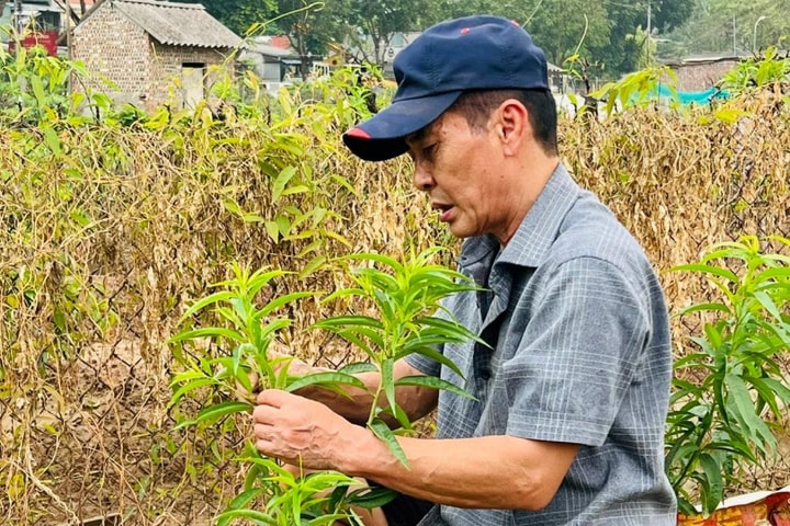 Người trồng đào “đánh thức” những mầm xuân
