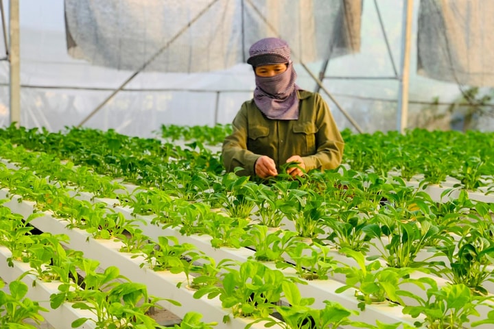 Hà Nội siết chặt an toàn thực phẩm vùng rau tập trung: Minh bạch nguồn gốc, nâng cao giá trị nông sản