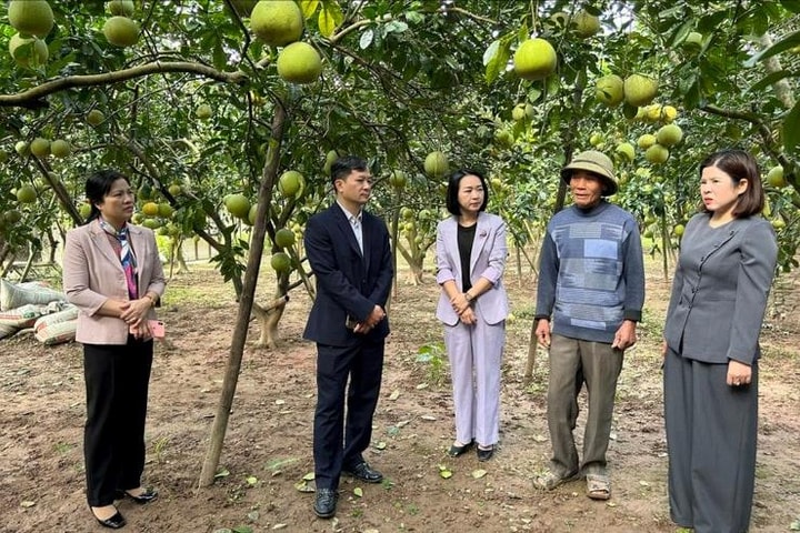 Nông dân Thủ đô đoàn kết, hỗ trợ nhau làm giàu, giảm nghèo bền vững