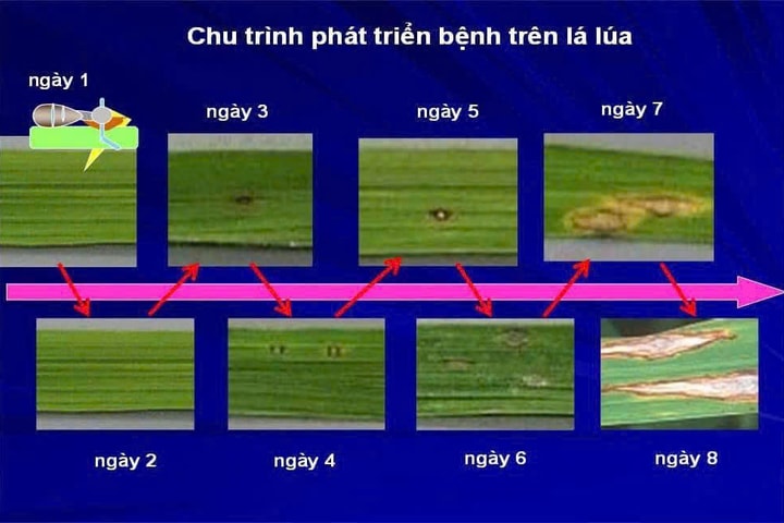 Xã Hòa Lạc: Chủ động các biện pháp phòng trừ bệnh hại lúa xuân