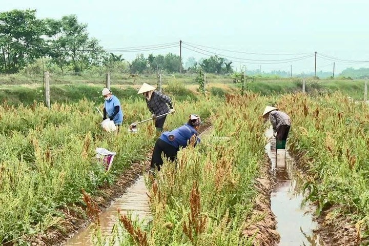 Hội Nông dân xã Phúc Thọ thúc đẩy sản xuất, hỗ trợ hội viên