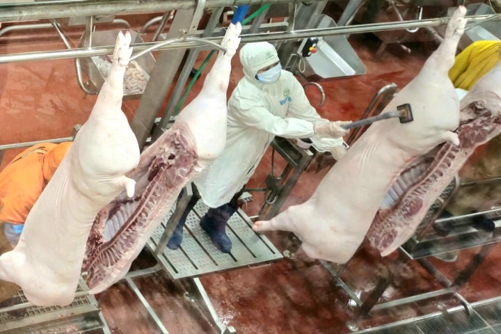 Giết mổ công nghiệp: Bước tiến trong kiểm soát thực phẩm