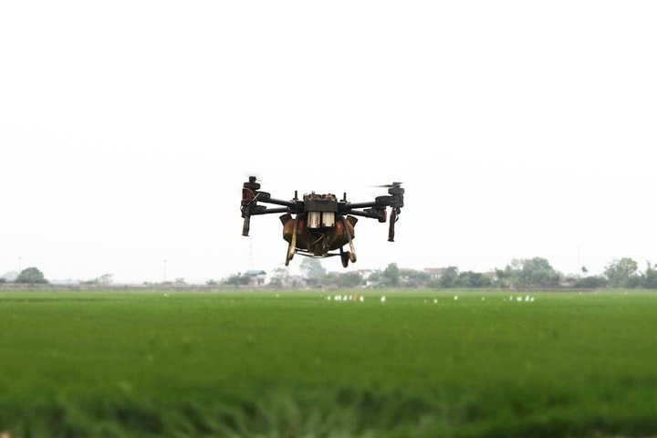 Nông dân sử dụng drone phun thuốc bảo vệ lúa