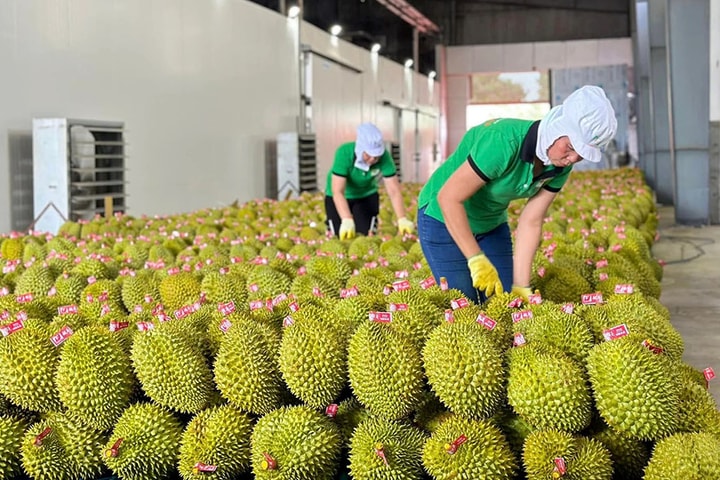 Dán tem truy xuất nguồn gốc trái cây: “Tấm hộ chiếu” nâng tầm giá trị xuất khẩu