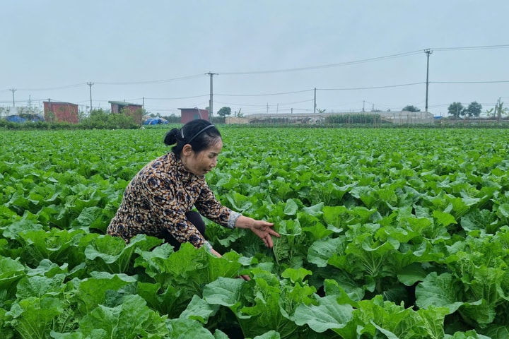 Nông dân ứng phó với giá phân bón tăng đột biến