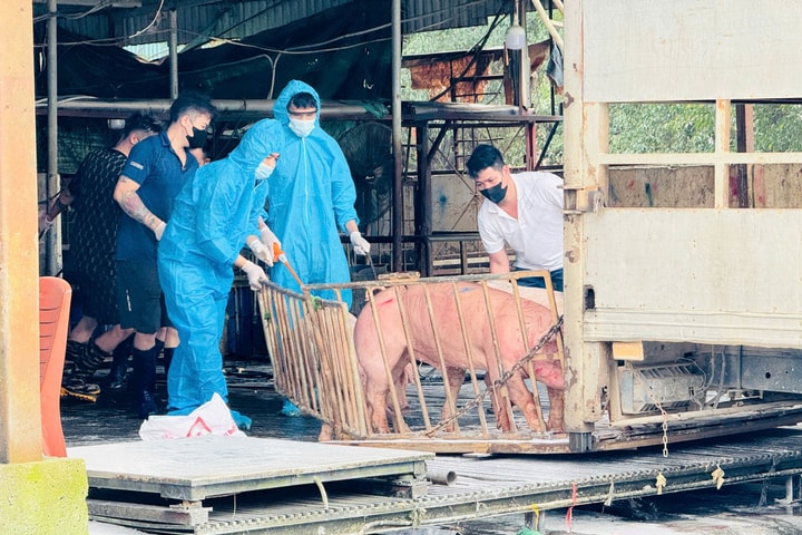 Hà Nội: Chấn chỉnh kiểm soát giết mổ và an toàn thực phẩm